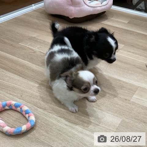 チワワの写真