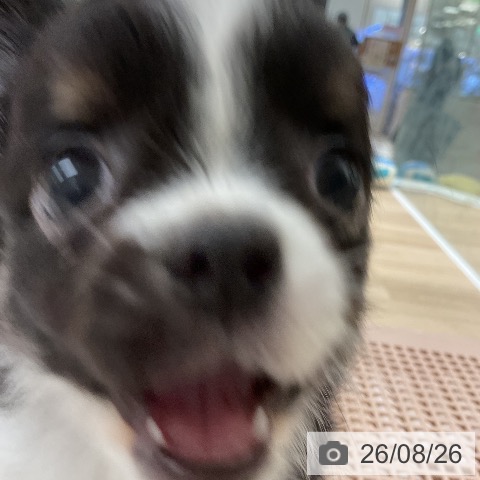 チワワの写真
