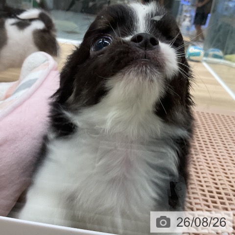 チワワの写真