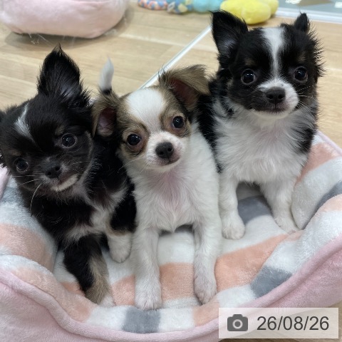 チワワの写真