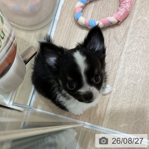 チワワの写真