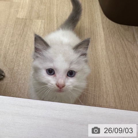 ラグドールの写真