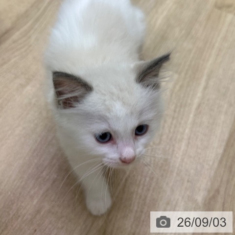 ラグドールの写真