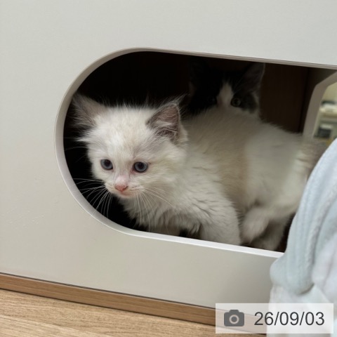 ラグドールの写真