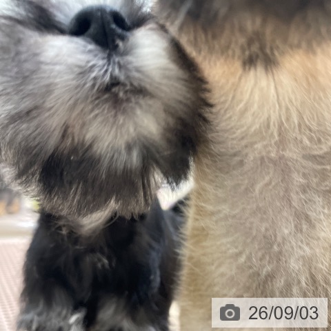 ミニチュア・シュナウザーの写真
