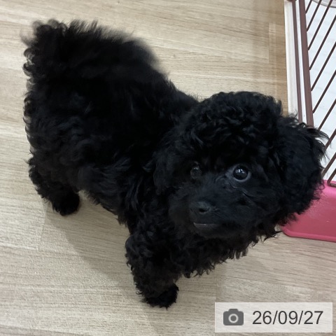 長野県のトイプードル(トイ) (ペットプラス 上田店/2026年6月30日生まれ/女の子/ブラック)の子犬の4枚目の画像