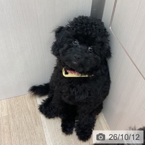 長野県のトイプードル(トイ) (ペットプラス 上田店/2026年6月30日生まれ/女の子/ブラック)の子犬の4枚目の画像