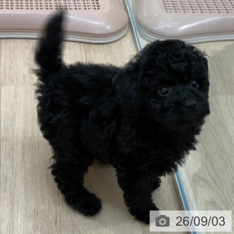 長野県のトイプードル(トイ) (ペットプラス 上田店/2026年6月30日生まれ/女の子/ブラック)の子犬の3枚目の画像