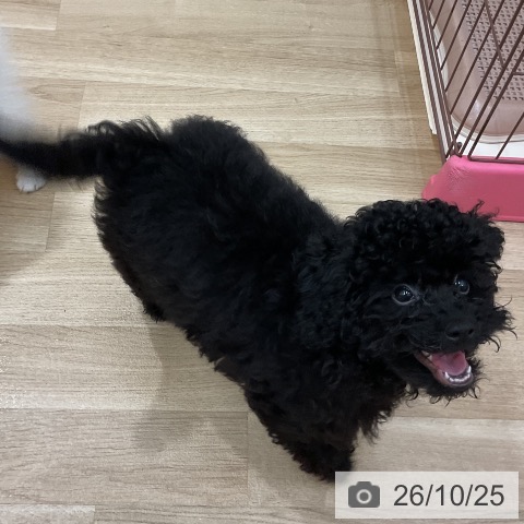 長野県のトイプードル(トイ) (ペットプラス 上田店/2026年6月30日生まれ/女の子/ブラック)の子犬の3枚目の画像
