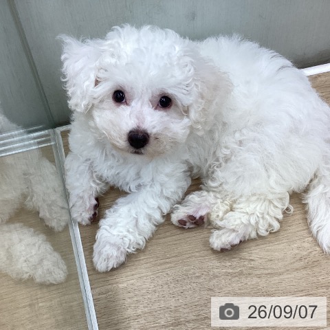 福島県のビションフリーゼ (ペットプラス 福島店/2026年6月29日生まれ/男の子/ホワイト)の子犬の4枚目の画像