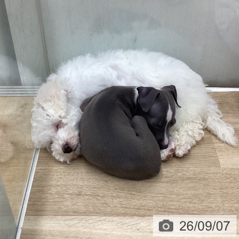 福島県のビションフリーゼ (ペットプラス 福島店/2026年6月29日生まれ/男の子/ホワイト)の子犬の3枚目の画像