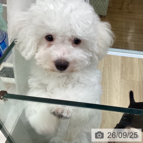 福島県のビションフリーゼ (ペットプラス 福島店/2026年6月29日生まれ/男の子/ホワイト)の子犬の4枚目の画像