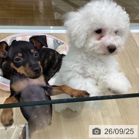 福島県のビションフリーゼ (ペットプラス 福島店/2026年6月29日生まれ/男の子/ホワイト)の子犬の3枚目の画像