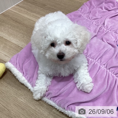 千葉県のビションフリーゼ (ペットプラス 船橋店/2026年6月29日生まれ/女の子/ホワイト)の子犬の3枚目の画像