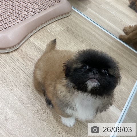 ペキニーズの写真