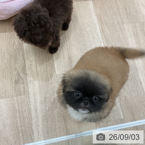 ペキニーズの写真