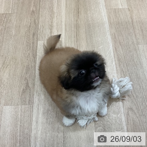 ペキニーズの写真