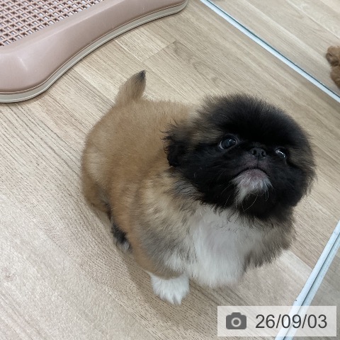 ペキニーズの写真
