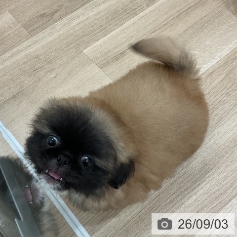 ペキニーズの写真