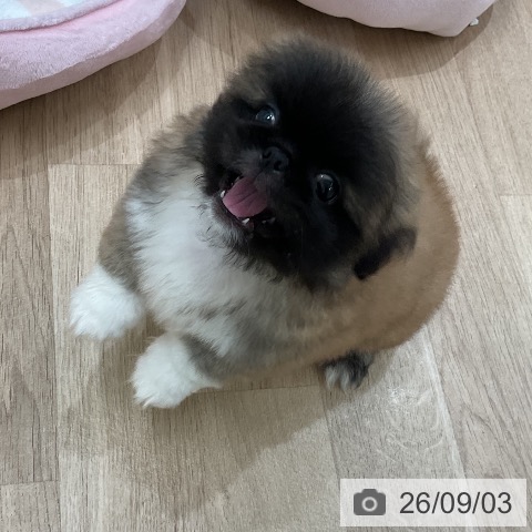 ペキニーズの写真