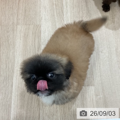 ペキニーズの写真
