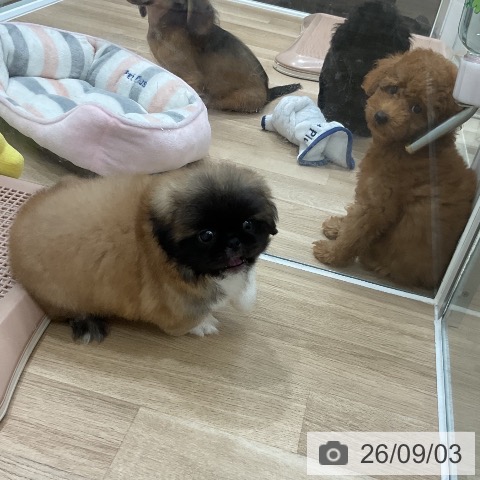 ペキニーズの写真