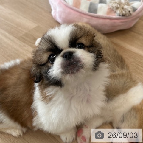 ペキニーズの写真