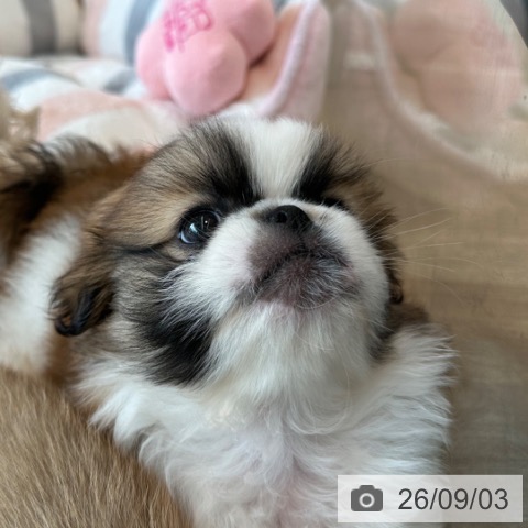 ペキニーズの写真