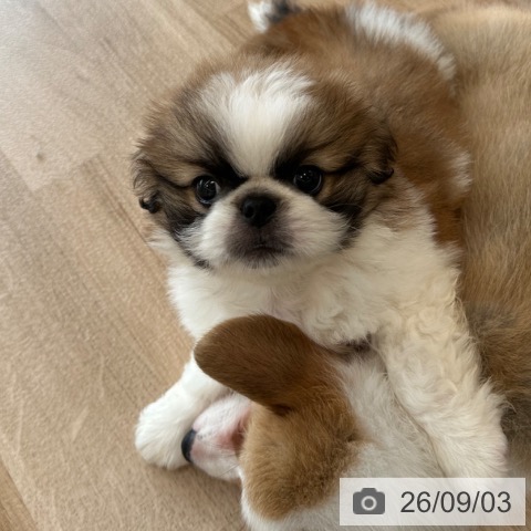 ペキニーズの写真
