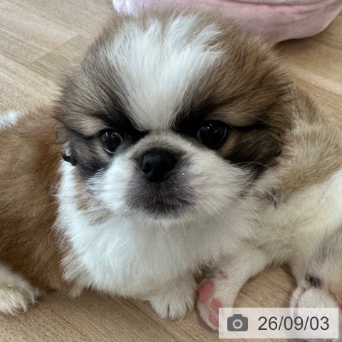 ペキニーズの写真