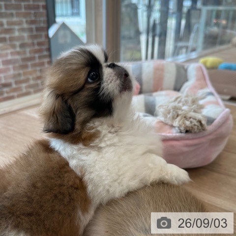 ペキニーズの写真