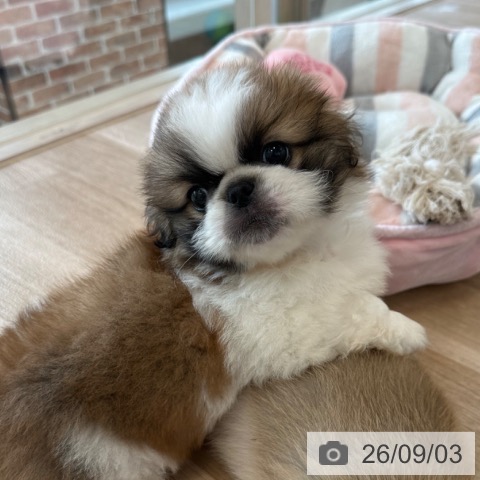 ペキニーズの写真