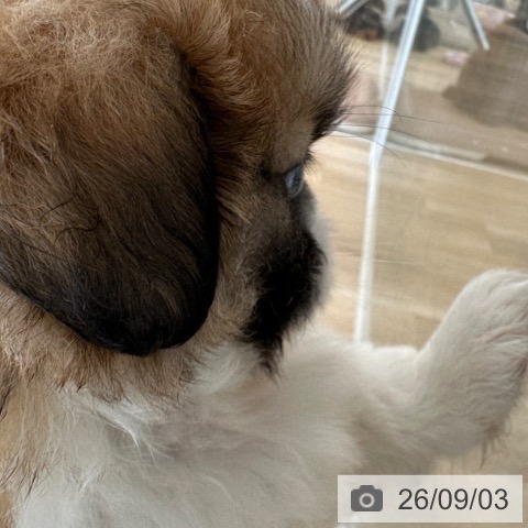 ペキニーズの写真