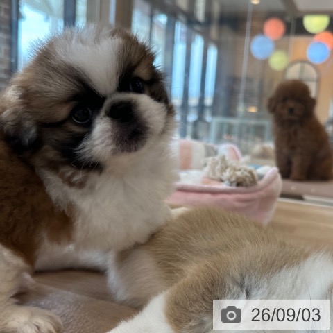 ペキニーズの写真