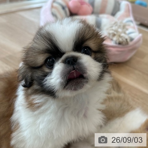 ペキニーズの写真