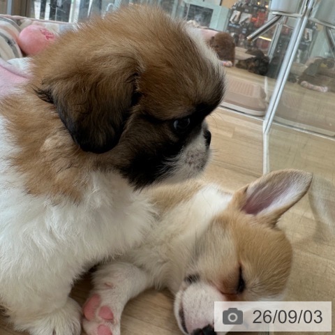 ペキニーズの写真