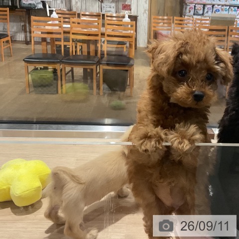 埼玉県のトイプードル(トイ) (ペットプラス コクーンシティ店/2026年6月28日生まれ/男の子/レッド)の子犬の3枚目の画像
