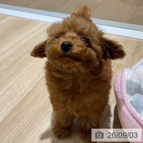 神奈川県のトイプードル(トイ) (ペットプラス モザイクモール港北店/2026年6月28日生まれ/男の子/レッド)の子犬の4枚目の画像