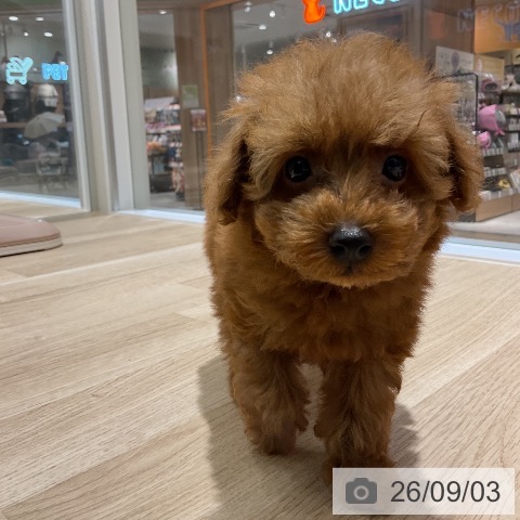 神奈川県のトイプードル(トイ) (ペットプラス モザイクモール港北店/2026年6月28日生まれ/男の子/レッド)の子犬の3枚目の画像