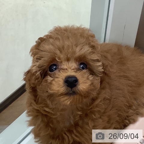 東京都のトイプードル(トイ) (ペットプラス 日の出店/2026年6月28日生まれ/女の子/レッド)の子犬の3枚目の画像