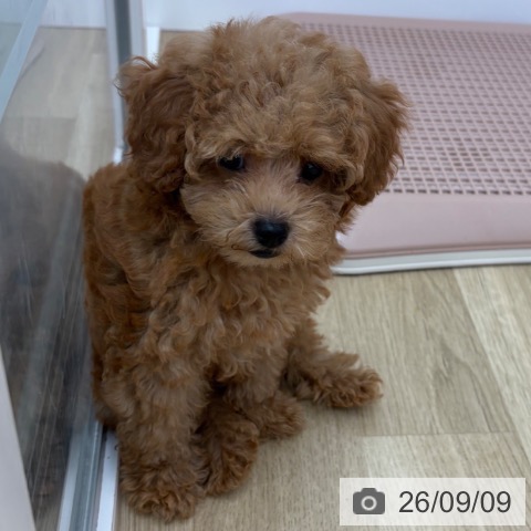 宮崎県のトイプードル(トイ) (ペットプラス 宮崎店/2026年7月2日生まれ/男の子/レッドフォーン)の子犬の4枚目の画像