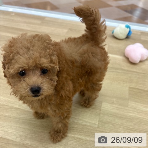 宮崎県のトイプードル(トイ) (ペットプラス 宮崎店/2026年7月2日生まれ/男の子/レッドフォーン)の子犬の3枚目の画像