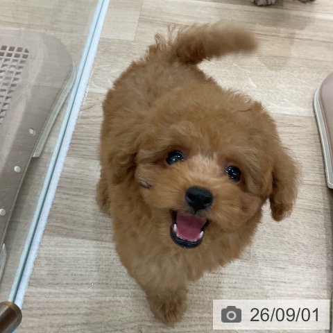 福岡県のトイプードル(トイ) (ペットプラス 八幡東店/2026年7月2日生まれ/男の子/レッドフォーン)の子犬の4枚目の画像