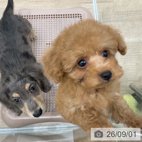 福岡県のトイプードル(トイ) (ペットプラス 八幡東店/2026年7月2日生まれ/男の子/レッドフォーン)の子犬の3枚目の画像