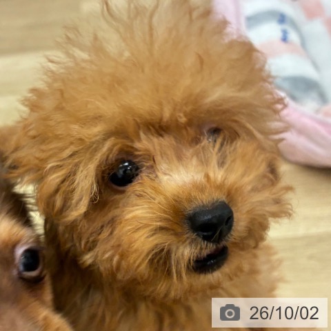 宮崎県のトイプードル(トイ) (ペットプラス 宮崎店/2026年7月2日生まれ/男の子/レッドフォーン)の子犬の4枚目の画像