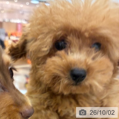 宮崎県のトイプードル(トイ) (ペットプラス 宮崎店/2026年7月2日生まれ/男の子/レッドフォーン)の子犬の3枚目の画像
