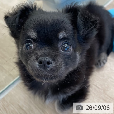 福岡県のチワワ(ロング) (ペットプラス ららぽーと福岡店/2026年6月29日生まれ/男の子/ブラックタン)の子犬の4枚目の画像