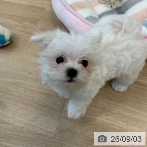 マルチーズの写真