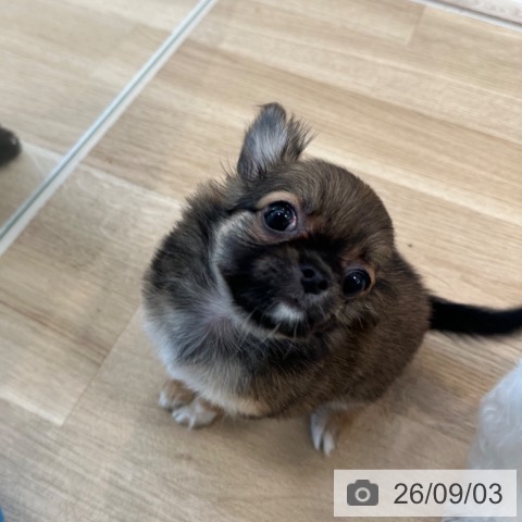 チワワの写真