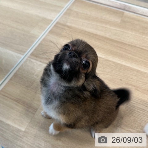 チワワの写真